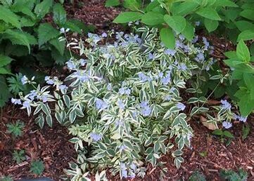 Jacob&#39;s Ladder &#39;Polemonium Stairway to Heaven&#39; - 1 gal