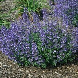 Catmint &#39;Nepeta Junior Walker&#39; - 1 gal