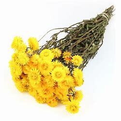 Straw Flower Bunch 'Helichrysum Yellow'