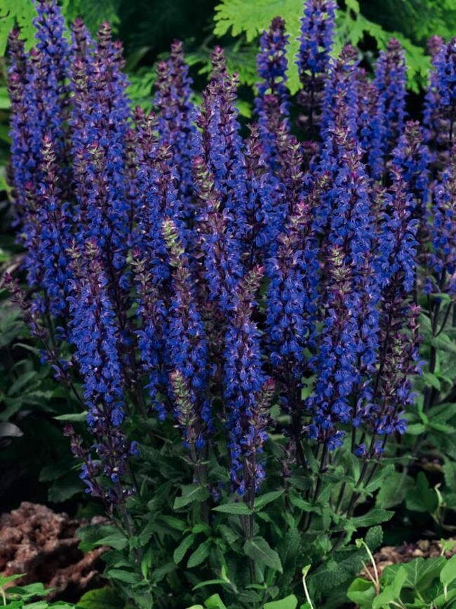 Perennial Sage &#39;Salvia New Dimension Blue&#39; 4&quot;