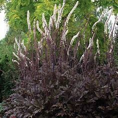 Bugbane &#39;Actaea Black Negligee&#39; - 1 gal