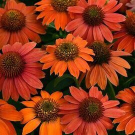 Cone Flower 'Echinacea Artisan Red Ombre' - 1 gal