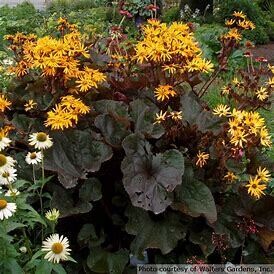 Ligularia &#39;Pandora&#39; 1 gal