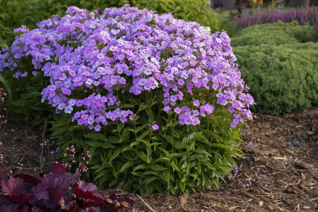 Garden Phlox &#39;Opening Act Blush&#39; 1 gal PW