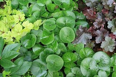 Asarum &#39;European Wild Ginger&#39; 1 gal