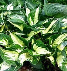 Hosta &#39;Revolution&#39; 1 gal