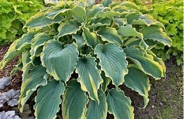 Hosta &#39;Voices in the Wind&#39; 1 gal PW