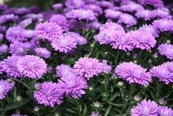Fall Aster - 10&quot; Henry III Purple