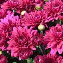 Fall Mum 14&quot; Pot Patty Purple