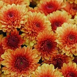 Fall Mum 14&quot; Pot Katelli Bronze