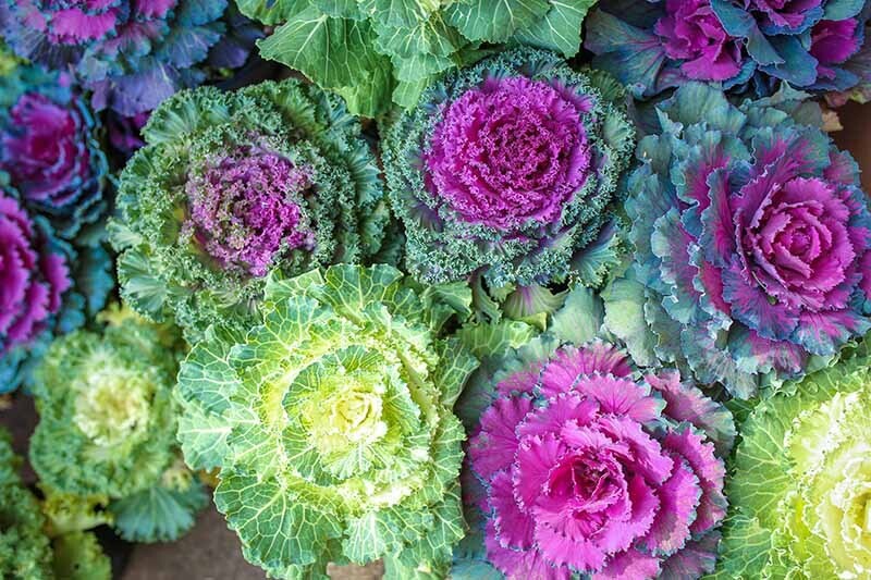 Flowering Kale - 1 gal Kamome Red