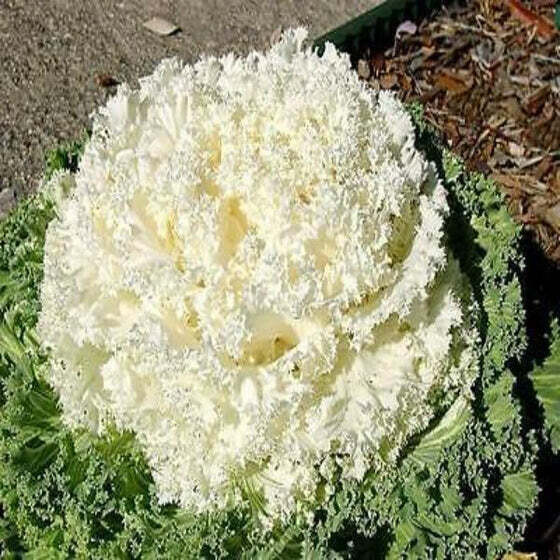 Flowering Kale - 1 gal Kamome White