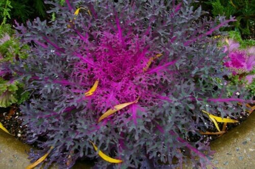 Flowering Kale 10&quot; Peacock Red