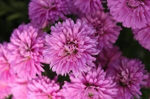 Fall Aster - 10&quot; Henry I Pink