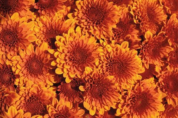 Fall Mum 10&quot; Jolly Dark Bronze