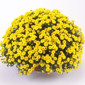 Fall Mum 10&quot; Katelli Yellow