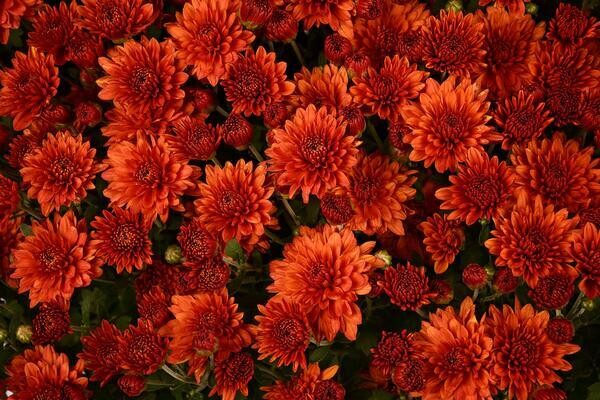 Fall Mum 10&quot; Fancy Ursula Orange