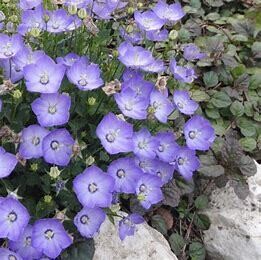Campanula &#39;Blue Clips&#39; 1 Gal