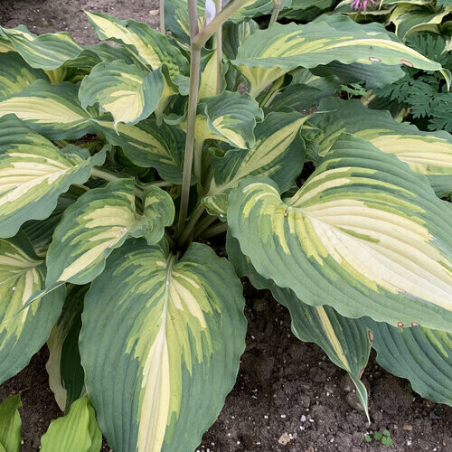 Hosta &#39;Love Story&#39; 1 gal