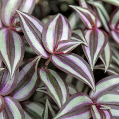 7&quot; HB Tradescantia &#39;Red Silver&#39;
