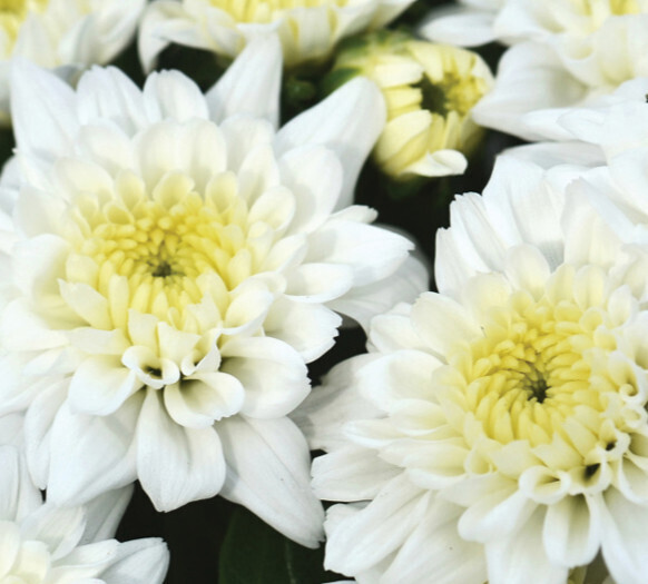 Fall Mum 10&quot; Celestial White