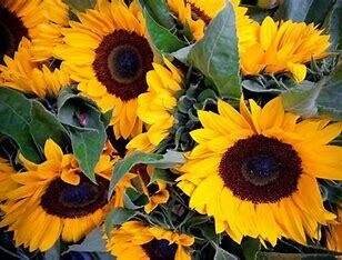 Sunflower Bunch (5 pcs)