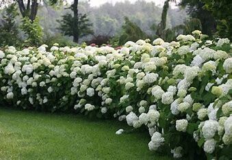 Hydrangea 'Incrediball' 3 gal PW