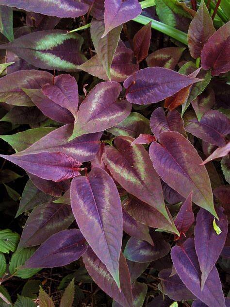 Persicaria Micro &#39;Red Dragon&#39; 1 gal