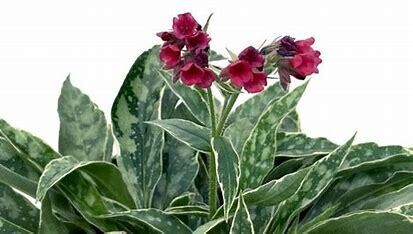 Lungwort &#39;raspberry frost&#39; - 1 gal