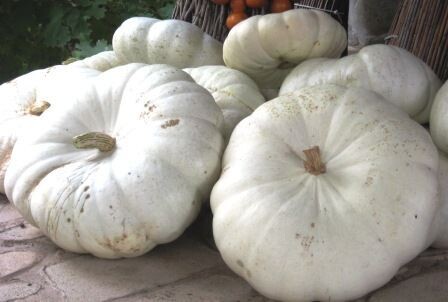 Fall Pumpkins - White CINDERELLA