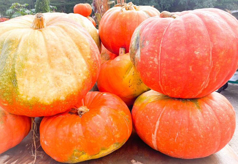 Fall Pumpkins Colour Your World