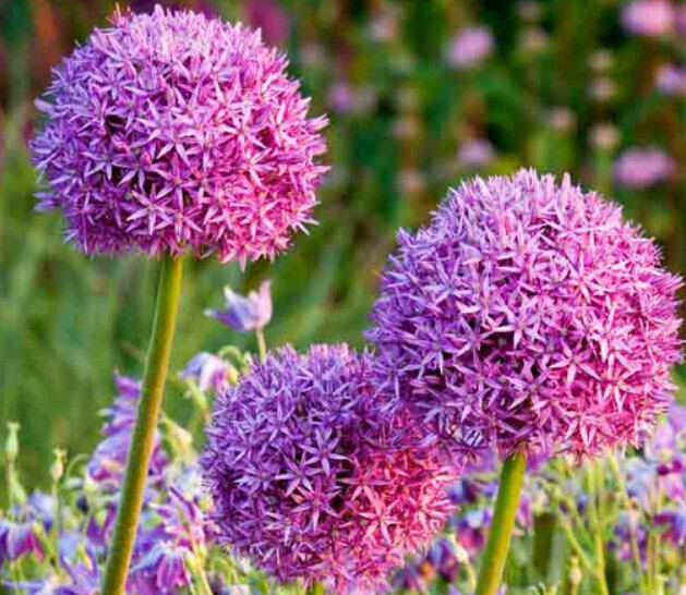 Allium (bulb pkg) Giganteum 20+ (1/pkg)