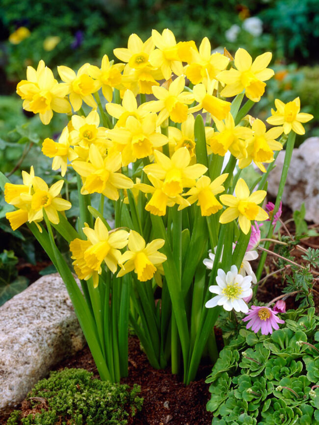 Narcissus (bulb pkg) Tete a Tete (20/pkg)