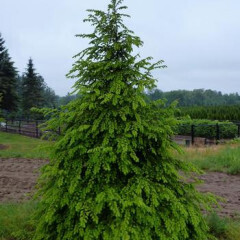 Hemlock 3&#39; B&amp;B
