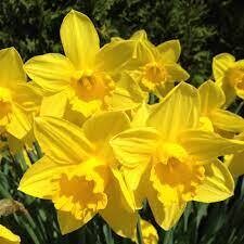 Narcissus (bulb pkg) MP King Alfred Yellow 12+ (20/pkg)