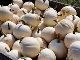 Fall Pumpkins - White Large