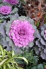 Flowering Cabbage - 1 gal Osaka Red