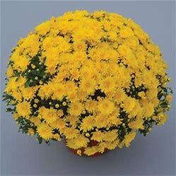 Fall Mum 14&quot; Pot Gold Cup Yellow