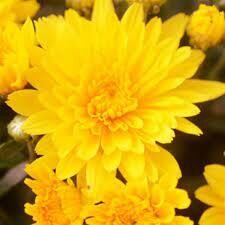 Fall Mum 6&quot; Gold Riot Yellow