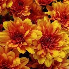 Fall Mum 10&quot; Fire Halo Orange