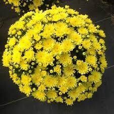 Fall Mum 10&quot; Moonglow Yellow