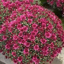 Fall Mum 10&quot; Poppin Purple