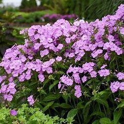 Garden Phlox &#39;fashionably early princess&#39; 1 gal