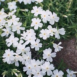 Creeping Phlox 'Early Spring White' 1 gal