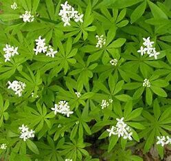 Galium &#39;Sweet Woodruff&#39; 1 gal