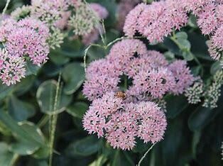 Stonecrop - Sedum &#39;Autumn Joy&#39; 1 gal