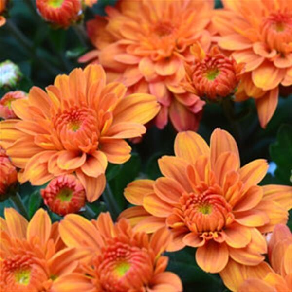 Fall Mum 10&quot;  Pumpkin Pie Orange