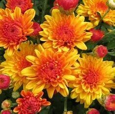 Fall Mum 14&quot; Pot Hot Sugar Gold Bronze