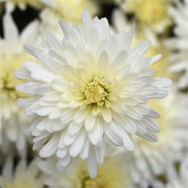 Fall Mum 10&quot; Tribeca White