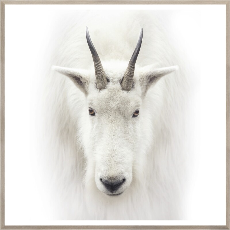 Art - Mountain Goat  40&quot; X 40&quot;